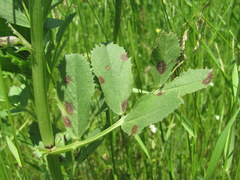Vicia serratifolia