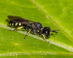 Ectemnius ruficornis
