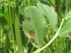 Vicia serratifolia
