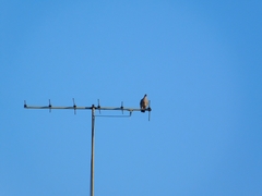 Patagioenas picazuro