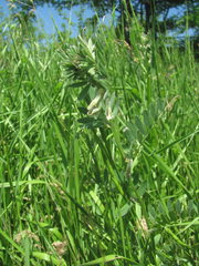 Vicia pannonica