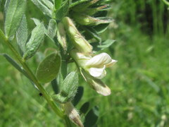 Vicia pannonica