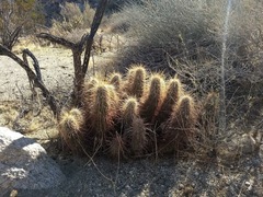 Echinocereus engelmannii