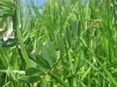 Vicia pannonica