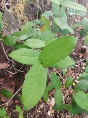 Chionanthus foveolatus