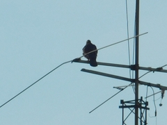 Parabuteo unicinctus