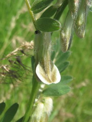 Vicia pannonica