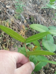 Chionanthus foveolatus