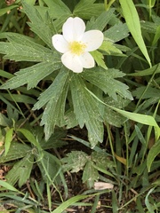 Anemonastrum canadense
