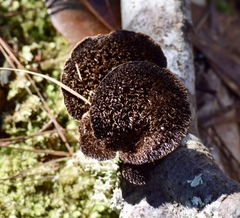 Hexagonia hydnoides image