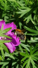 Bombus pascuorum