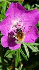 Bombus pascuorum