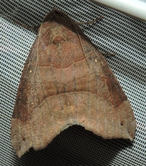 Bastilla hamatilis