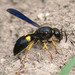 Spinola's Mason Wasp - Photo (c) Kala Murphy King, some rights reserved (CC BY-NC-ND), uploaded by Kala Murphy King