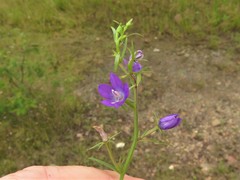 Triodanis leptocarpa