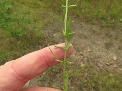 Triodanis leptocarpa