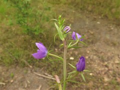 Triodanis leptocarpa