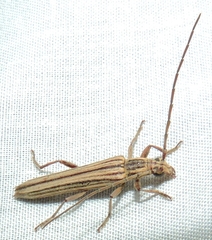 Uracanthus strigosus