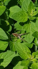 Pisaura mirabilis