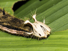 Caligo telamonius memnon