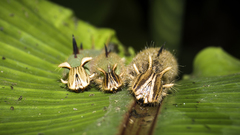 Caligo telamonius memnon