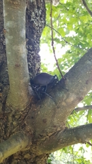 Lucanus cervus