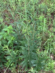 Vernonia texana