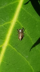 Marpissa muscosa