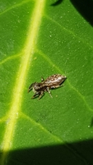 Marpissa muscosa