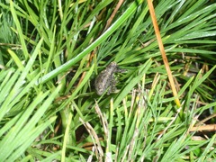 Hadramphus spinipennis