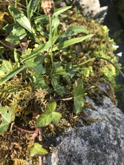 Micropterix aureatella