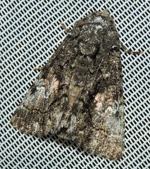 Aedia acronyctoides