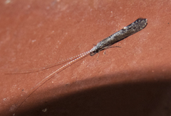 Leptocerus americanus