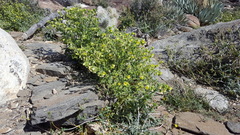 Emmenanthe penduliflora penduliflora