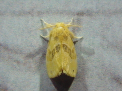 Artaxa subflava