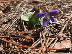 Viola triloba