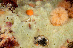 Halichondria panicea