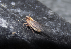 Muellerianella laminalis