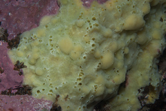 Halichondria panicea