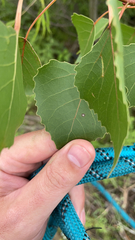 Populus deltoides deltoides