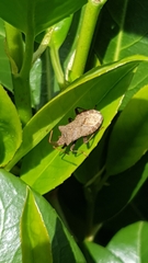 Coreus marginatus
