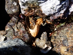 Eupentacta quinquesemita