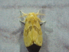 Artaxa subflava