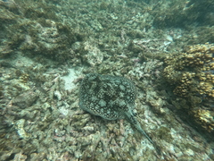 Urobatis tumbesensis