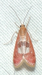 Syntonarcha vulnerata