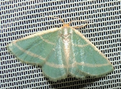 Mixocera latilineata