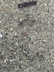 Eumalacostraca