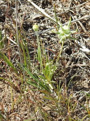 Ceratocephala