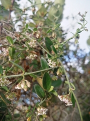 Astephanus triflorus