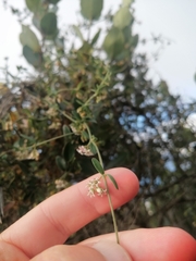 Astephanus triflorus